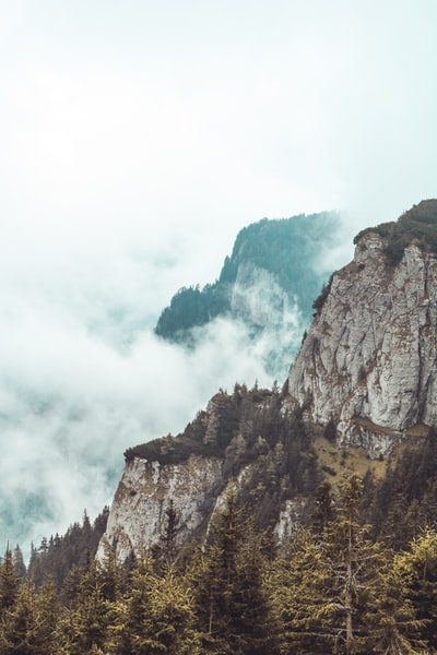 落基山在树旁边
